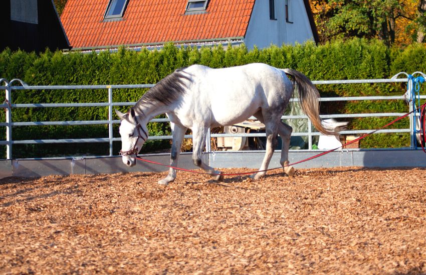 Horse walking around a round pen