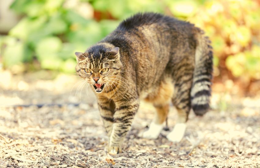 Aggressive stray cat needs Feliway diffuser