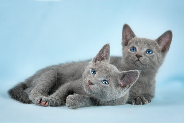 Russian Blue Shedding — Animal Hearted 