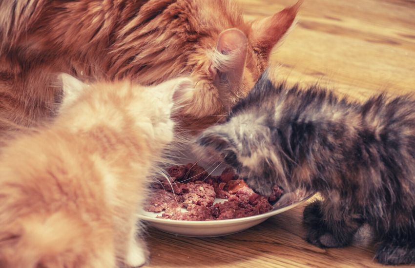 Fluffy Maine Coon cat with two kittens are eating cat food from a single bowl