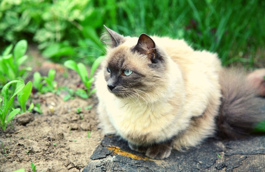 A Balinese cat, considered as one of the hypoallergenic cats, is sitting on a rock in the outdoors
