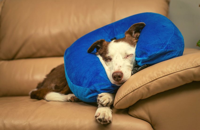 Dog wearing alternative dog cone while lying on a couch