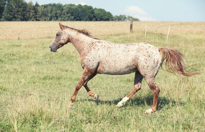 Appaloosa mare running across a grassy field, featuring interesting facts about Appaloosa horses