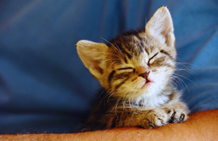 Kitten on the arm of a vet