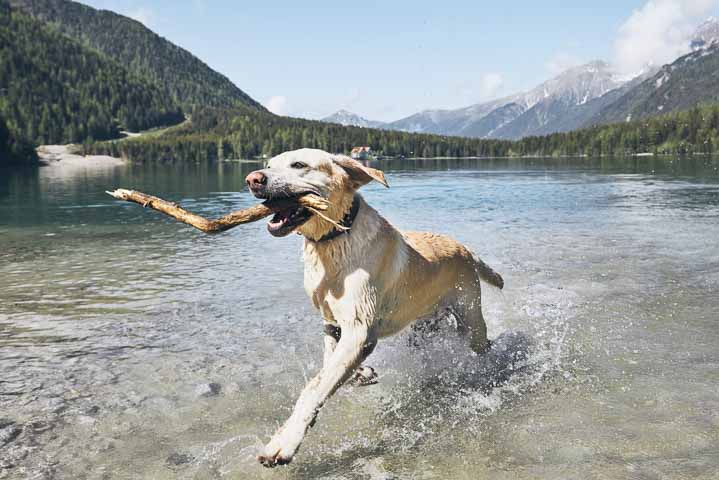 Labrador Retriever running in lake