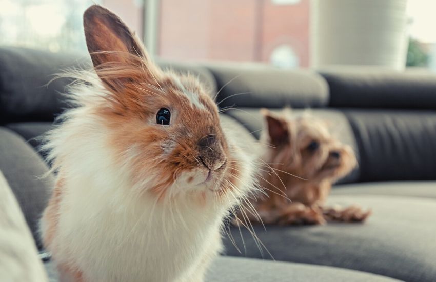 Lionhead rabbit with yorkshire terrier on sofa