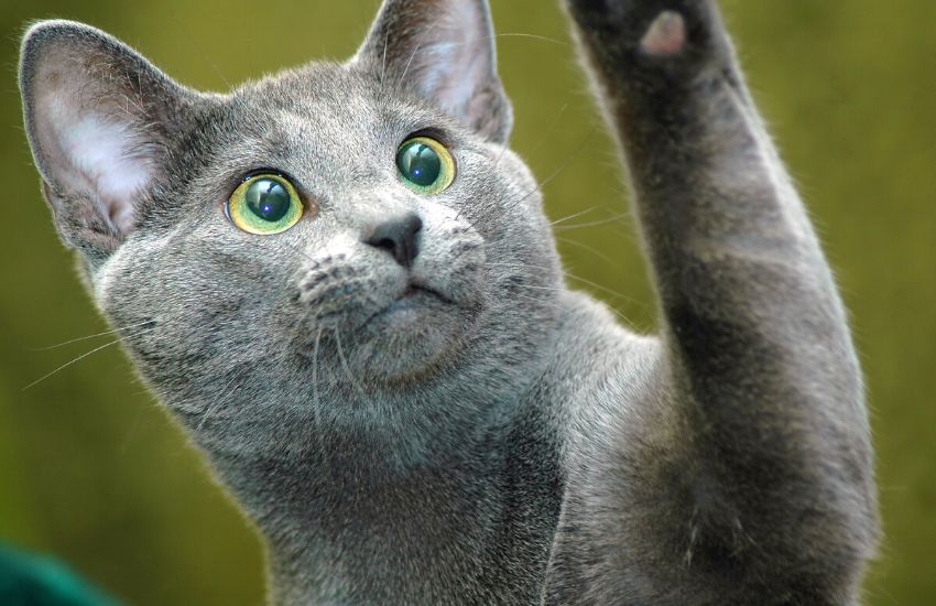 A Russian Blue cat raising its paw