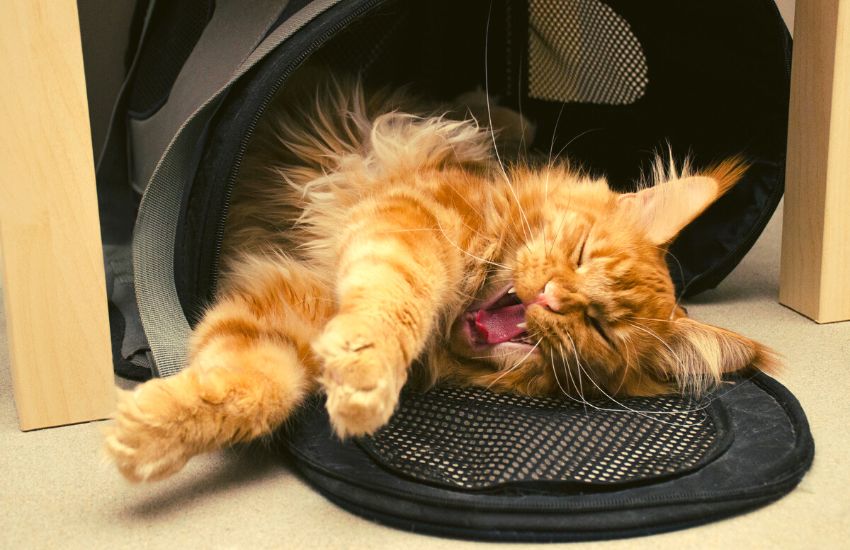Huge Maine Coon yawning inside a pet carrier
