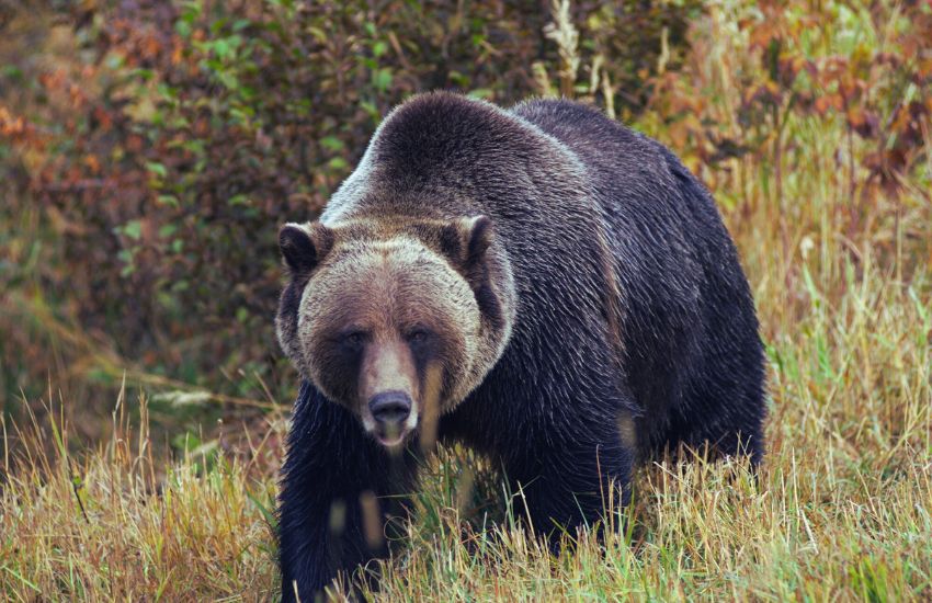 male grizzly bear walking through the woods
