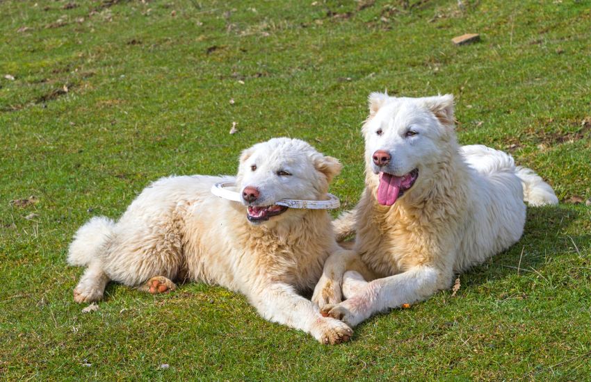 Two Maremma dogs sitting next to each other on the grass