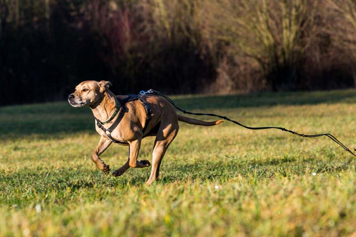 Mixed breed dog running on leash