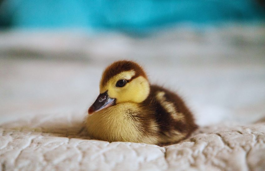 mottled duckling on blanket