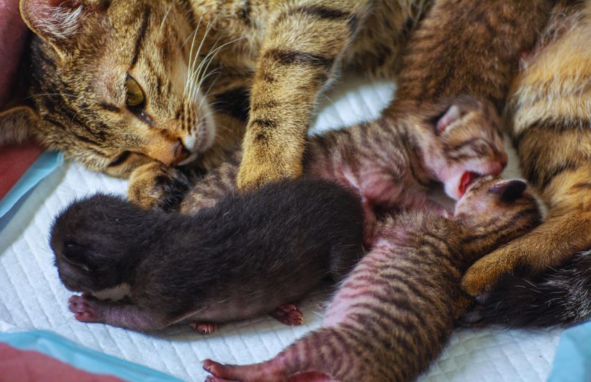 Newborn kittens with they mommy cat