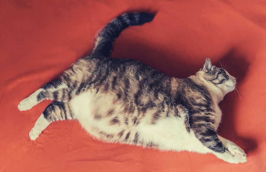 obese cat on orange blanket