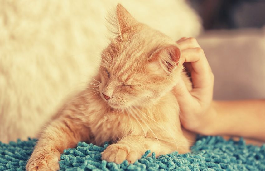 Orange cat being scratched