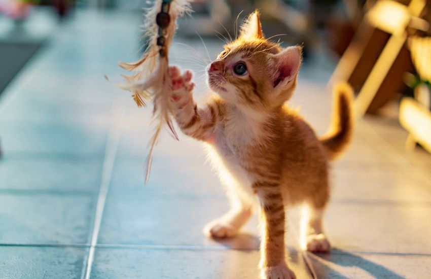 Orange kitten playing with feather toy indoors