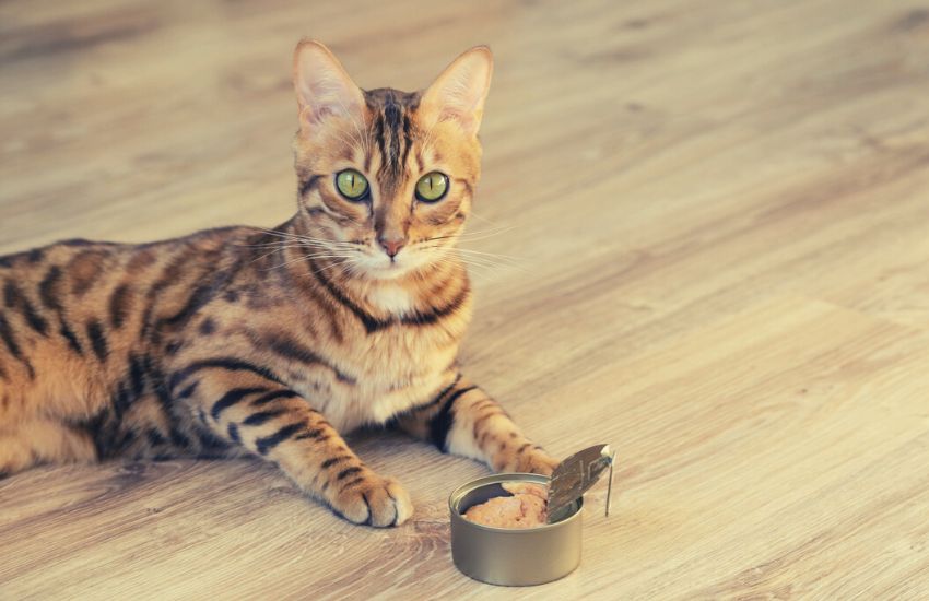 orange cat eating wet food out of a can