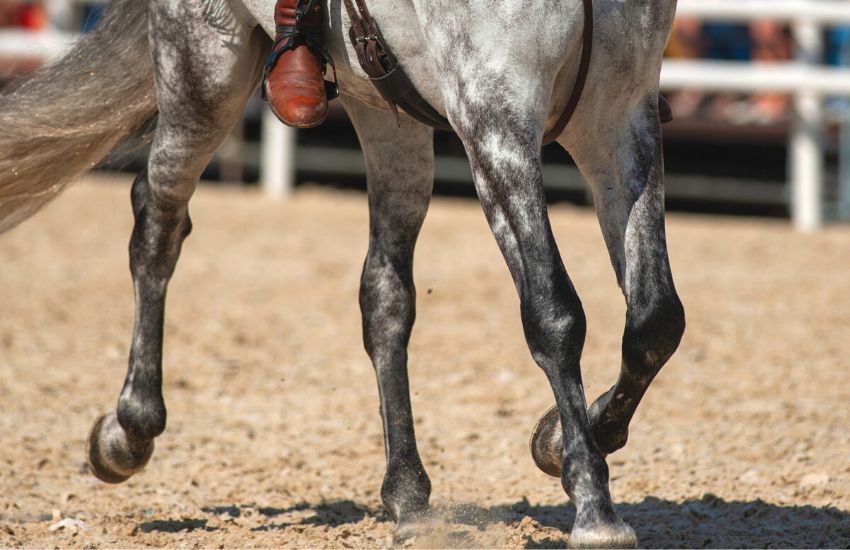 Andalusian horse under a rider