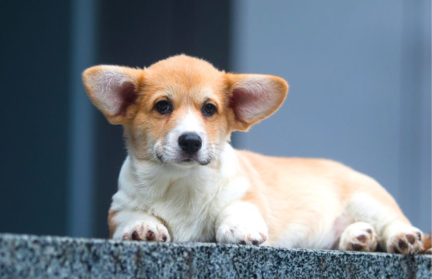 Corgi puppy lying at the top of the stairs