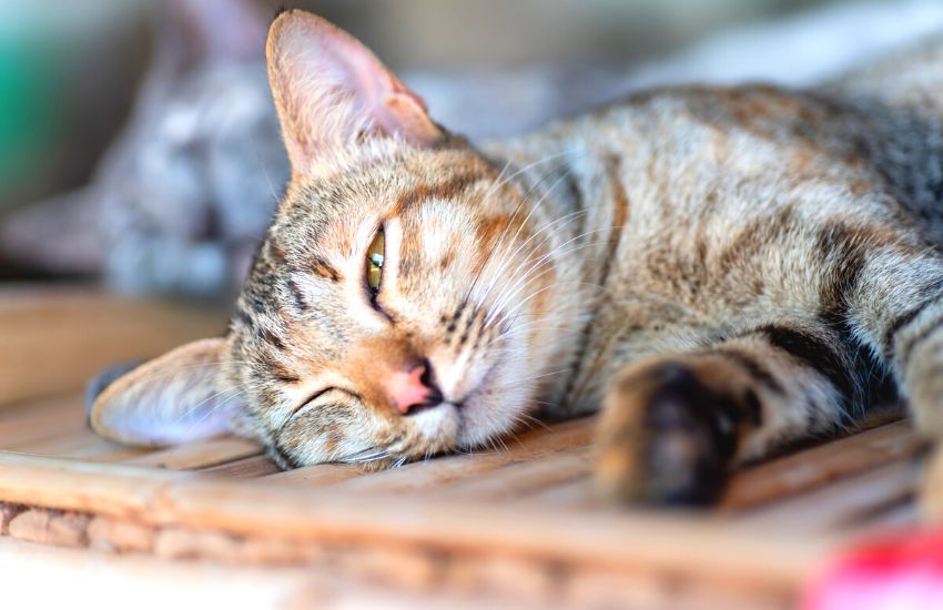 Cat sleeping on a wooden table