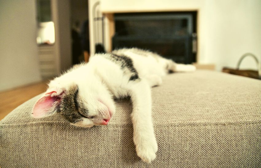 Cat sleeping on top of a couch