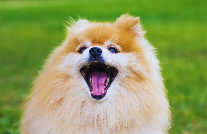 Pomeranian puppy with mouth wide open