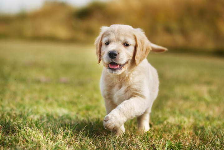 A cute puppy running