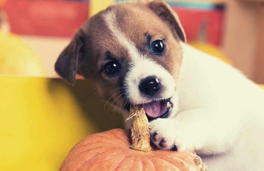 puppy gnawing on pumpkin