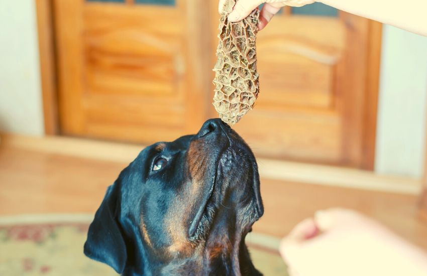 Woman training her Rottweiler to eat raw diet with cow stomach, holding the food above the pet's head