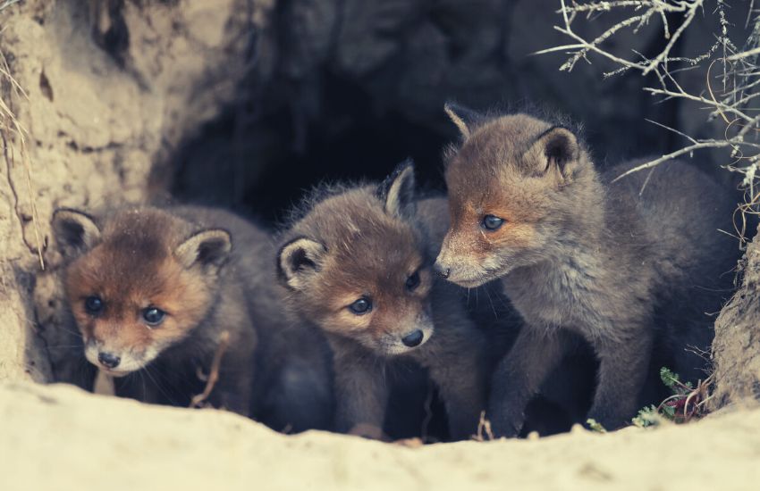 red fox cubs at the entrance of their den