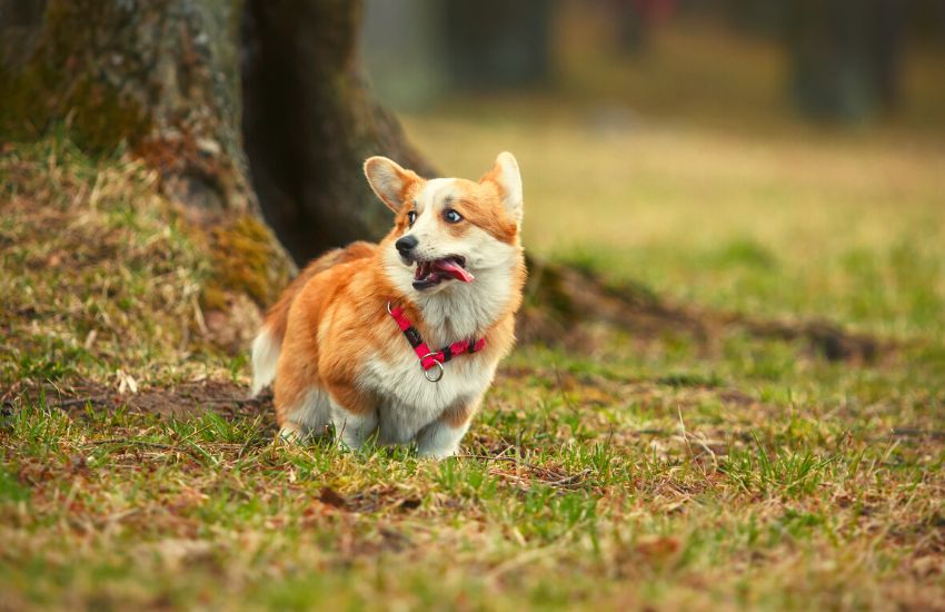 Cute Corgi running in a park
