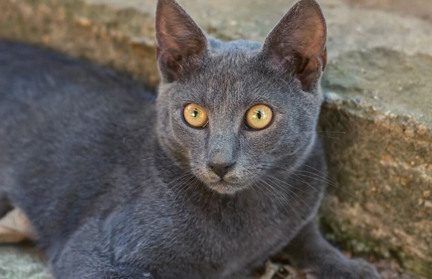 Russian blue cat sitting on the floor