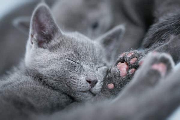 russian blue cat rescue