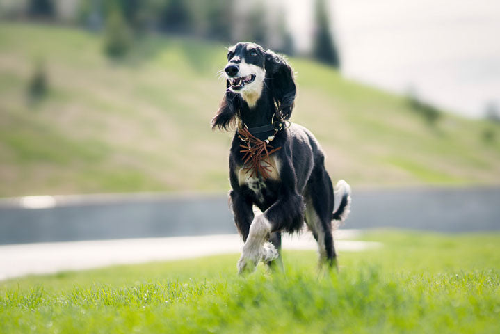 Saluki dog running in field
