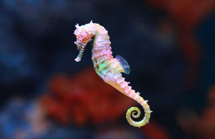 seahorse swimming in an aquarium