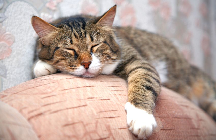 An old cat sleeping on a chair