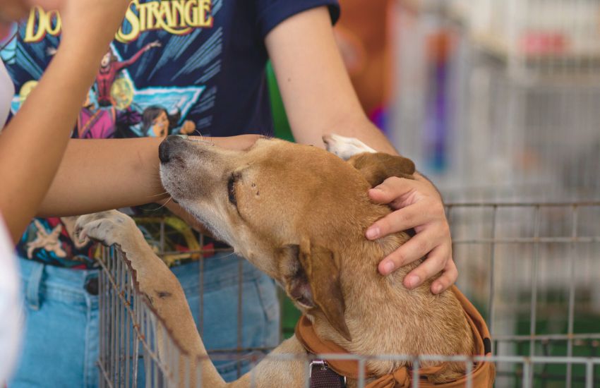 shelter dog getting adopted