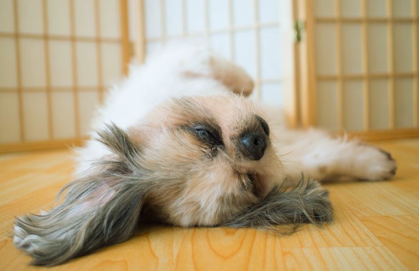 shih tzu relaxing and sleeping on floor