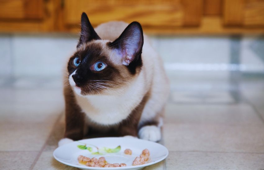 siamese cat eating wet food