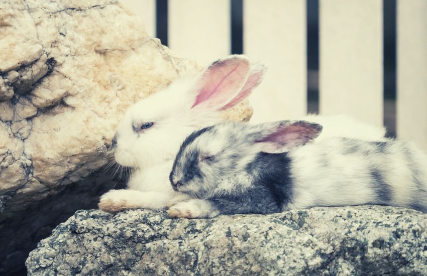 Two small bunnies are sleeping next to each other.