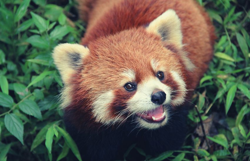 smiling red panda among leaves