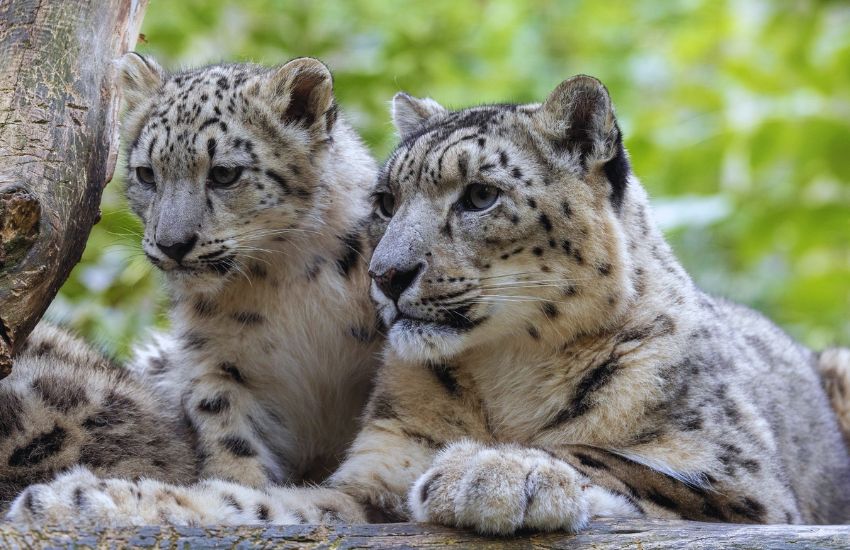 snow leopard cub with its mother