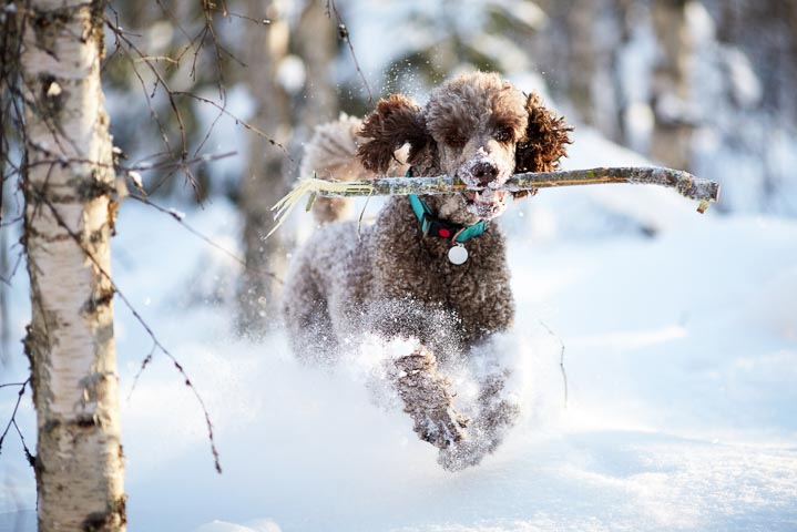 Standard Poodle running in the snow