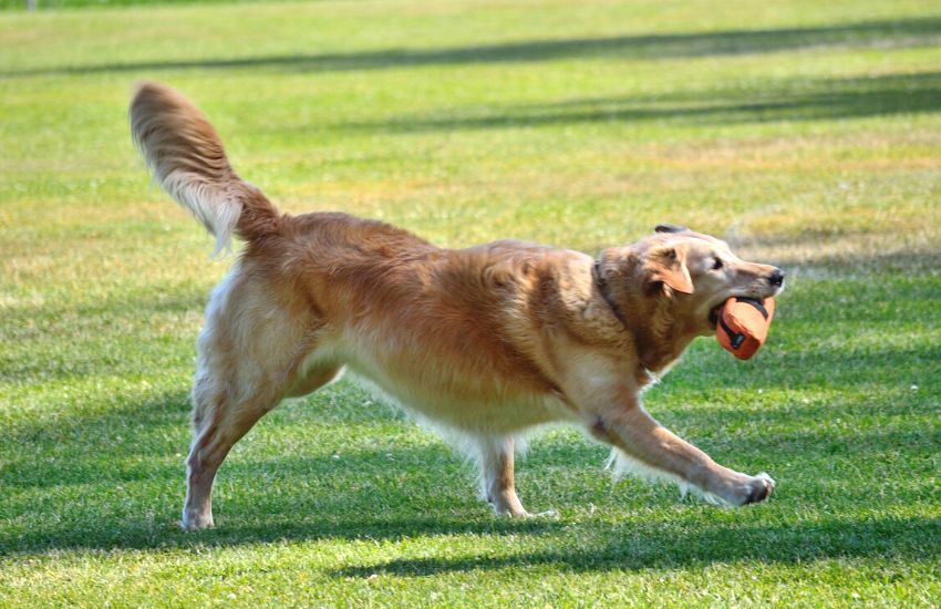 How To Stimulate Your Dogs: Best Interactive Toys For Puppies