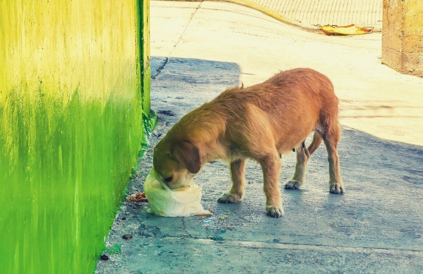 stray dog in Mexico eating leftovers on sidewalk