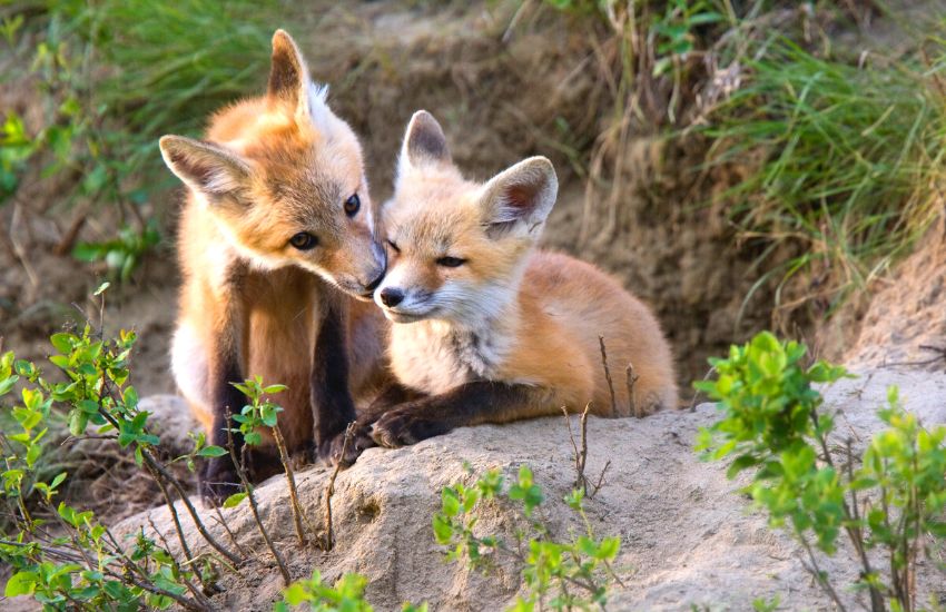 Two fox kits are interacting with each other in the wild.