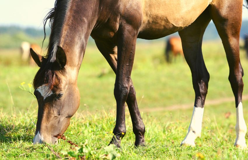 Horse grazing on pasture with grass thay may have oxalates and no calcium