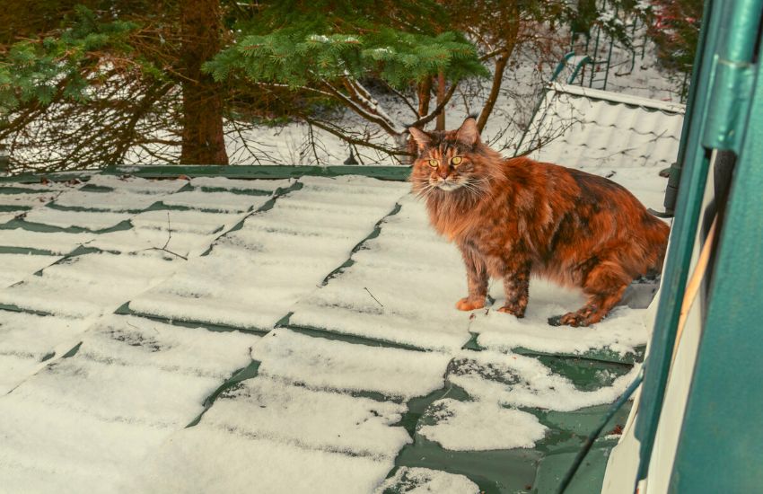 A red Maine coon is standing on a roof with snow on it.