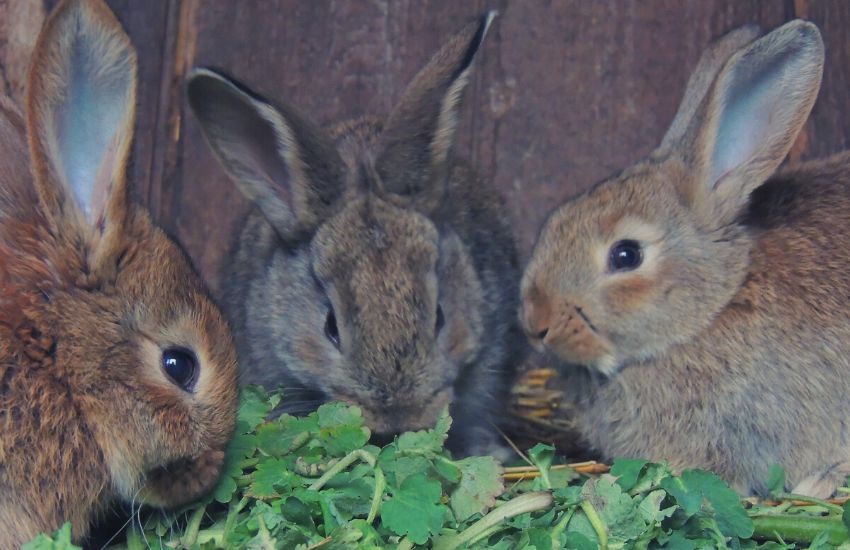 Three rabbits eating vegetables