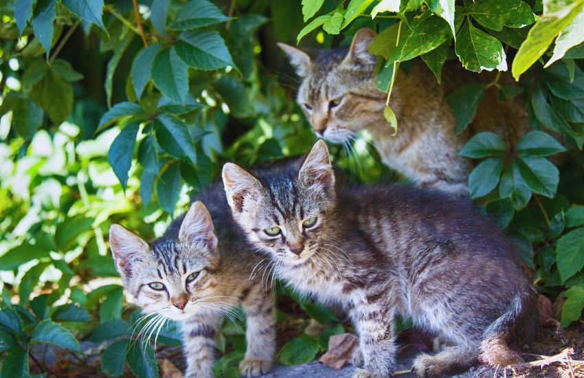 three feral cats in the wild